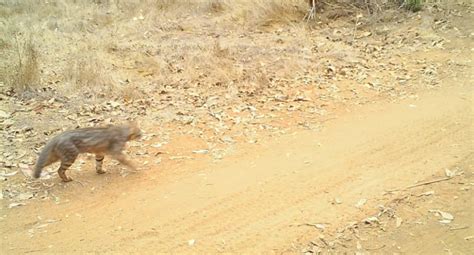 (oncifelis colocolo) felino sudamericano que habita desde ecuador y el matto grosso del brasil por el norte hasta el sur de la patagonia argentina y chilena. Captan inéditas imágenes de gato colocolo en Reserva ...