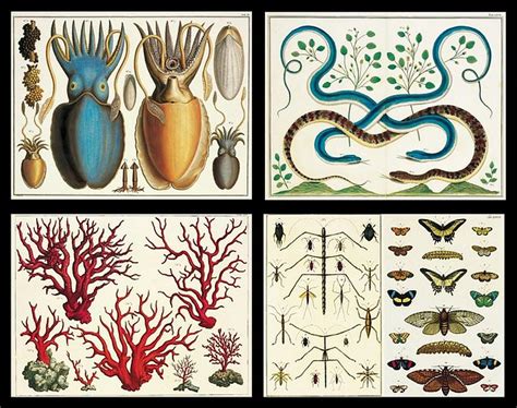 Albertus seba's cabinet of curiosities is one of the 18th century's greatest natural history achievements and remains one of the most prized natural history books of all time.though it was common for men of his profession to collect natural specimens for research purposes. Albertus Seba Cabinet of Curiosities | bibliodyssey ...