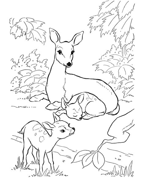 Free printable deer coloring pages. Free Printable Deer Coloring Pages For Kids