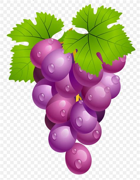 If you happen to have a sunny location and you inherit an overgrown tangle; Common Grape Vine Wine Clip Art, PNG, 1436x1843px, Common ...