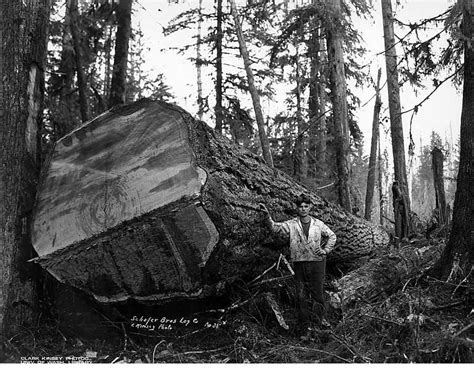 Bisous images, photos, gifs et illustrations. Couper des très gros arbres