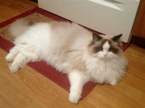 Ragdolls are slow maturing, reaching full coat and color at about three years of age. My Ragdoll Cat Enzo - 10 months ~ Blue Gem Rag Dolls ...