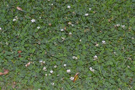 Horticulturist installs special mat which suppress weeds growth. White clover is an invasive broadleaf weed that is found ...