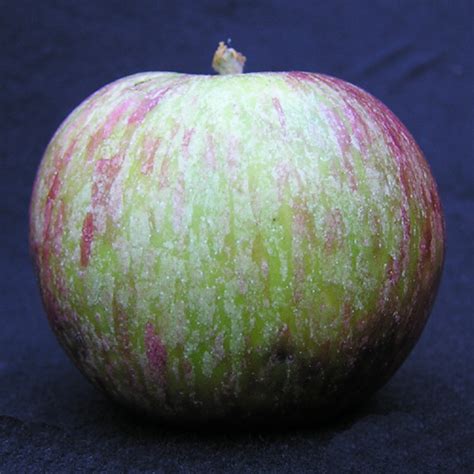 Eating fruit is associated with improved health and provides many of the essential minerals, vitamins, phytonutrients and fiber that you need every day. ENCANTO FARMS MY FRUITS