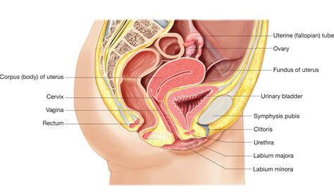 Diagram internal organ female anatomy. The female reproductive system, sagittal view showing ...