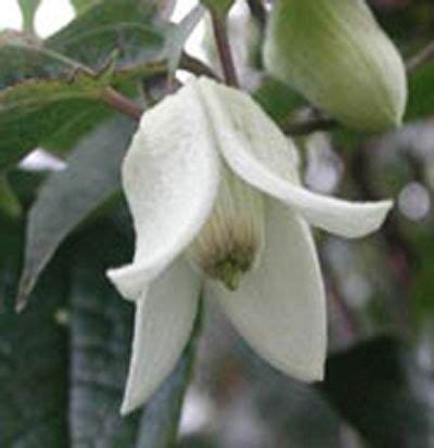 Water plants during the summer if rainfall is less than 1 inch per week. Clematis 'Winter Beauty' Evergreen foliage, small nodding ...