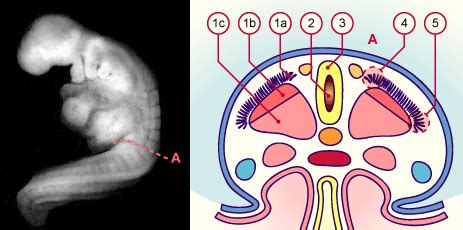 Somite, in embryology, one of a longitudinal series of blocklike segments into which the mesoderm, the middle layer of tissue, on either side of the embryonic spine becomes divided. Differentiation of the somites | Plexus products ...