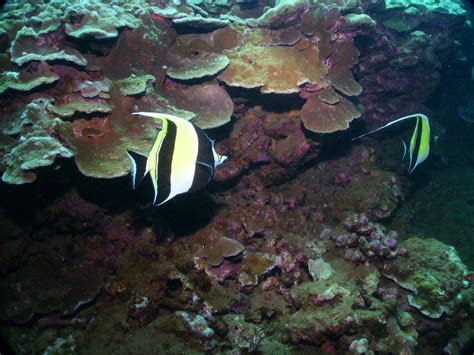 The schooling bannerfish have a smaller snout, bigger eyes and a more rounded breast area. 18INFO503-KF