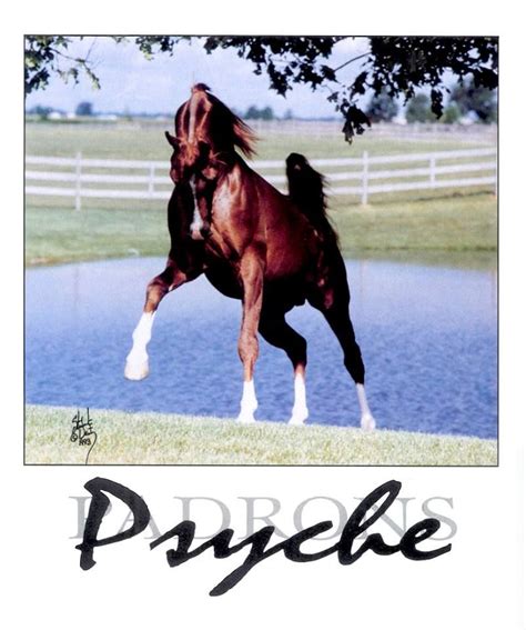 Check spelling or type a new query. Padrons Psyche | Horses, Horse breeds, Arabian horse