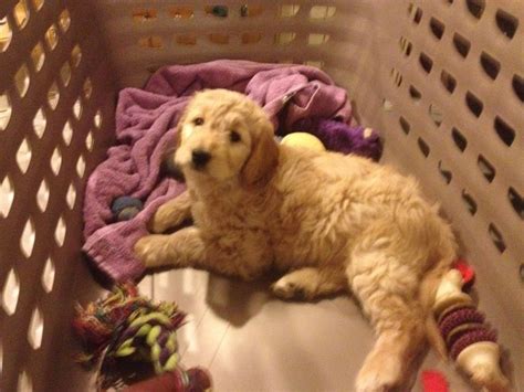Puppy application for goldendoodle puppies, by submitting this application, you are not being put on the waiting list or required to put down a $400 puppy application. 8 weeks old. Einstein, the goldendoodle puppy, from River ...