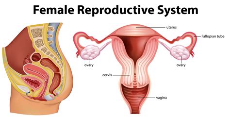 See more ideas about drawing reference, anatomy, drawings. Diagram showing female reproductive system - Download Free ...