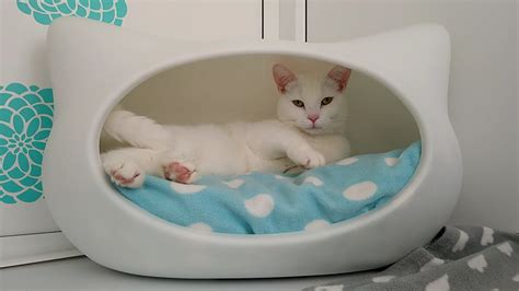 Reviews, opening times, drive directions, photos, contacts etc. Cattery Oxfordshire | Why Stay at Cloud Ten Cat Hotel ...