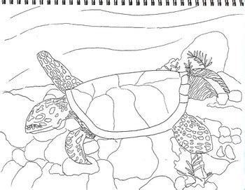 There are 6 species of sea turtles.green sea turtlehawksbill sea turtleflatback sea turtleloggerhead sea turtlekemp's ridley sea turtleolive ridley sea turtle. Coloring Hawksbill Sea Turtle (2 pages), Art, Math | Black ...