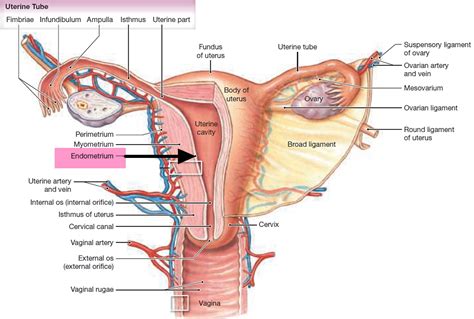 14 changes in bowel habits, such as diarrhea, constipation, or stool narrowing that lasts more than a few days feeling like you need to have a bowel movement and finding no relief from the feeling afterward bright red rectal bleeding or blood in the stool Endometrial Cancer - Causes, Early Signs, Symptoms, Treatment