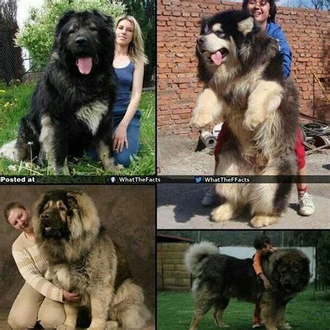 Like other breeds developed in high mountain regions, tibetan mastiffs are. Tibetan Mastiff | Russian bear dog, Puppies, Dogs