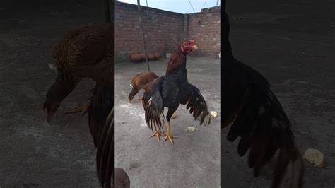 Roosters will crow at daybreak. Aseel rooster crowing - YouTube