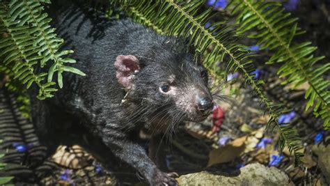 Der tasmanische teufel wird seit etwa 30 jahren durch aggressiven gesichtskrebs bedroht. Tasmanische Teufel könnten Krebs besiegen