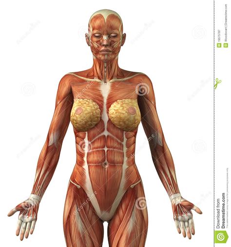 Then we'll cover drawing the different viewpoints for the male and female torso and pelvis. Anatomy Of Female Frontal Muscular System Stock ...