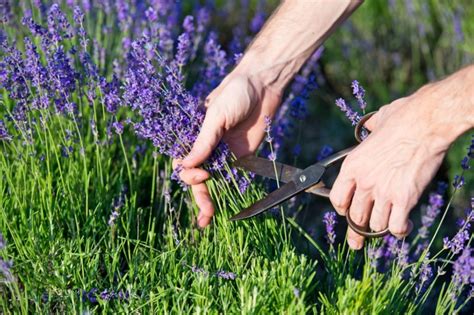 Pflanzzeit, aussaat, pflanzanleitung, stecklinge, pflege und kaufen wer lavendel richtig pflanzen will, braucht dazu den geeigneten standort und den richtigen boden. Lavendel schneiden: Wann und wie zurückschneiden? | Garten ...