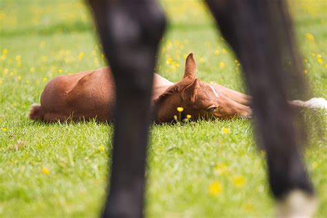 En nu is het eindelijk zo ver! Over ons - Van Baalen Farms - De opfokstal voor uw veulen