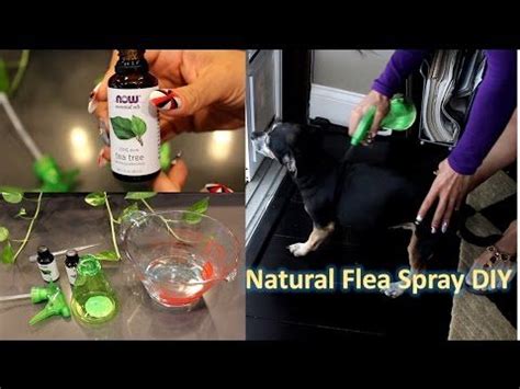Check spelling or type a new query. How to Make a DIY Flea Spray - Orkin Pest Control - YouTube (With images) | Natural flea spray ...