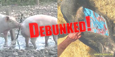 The prophet (peace and blessings of allaah be upon him) said: 12 Scientific Reasons For Declaring Pigs Haram Debunked ...