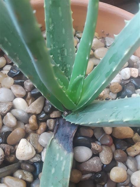 With a little effort, you can help your aloe vera plant survive for years to come. How To Take Care Of A Dying Aloe Vera Plant - Plantă Blog