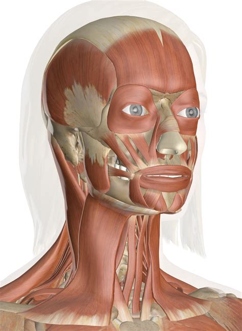 It's surprisingly hard to tell. Total Muscles In The Human Body? : Skeletal muscles rarely ...