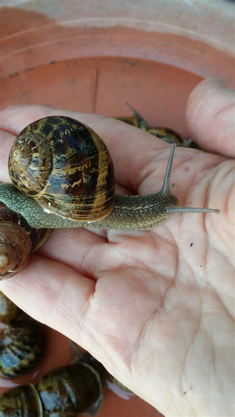 Se possiedi una casa con un appezzamento di terreno allevare lumache in casa è possibile sfruttando il terreno circostante. Allevamento lumache | Lumaca, Cibo