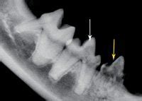 Clarke and cameron 1997) and wild cats (berger et al. Tooth Resorption in Cats Unfortunately Often Goes Undiagnosed
