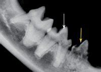 In cats, the mandibular third premolar (the first. Tooth Resorption in Cats Unfortunately Often Goes Undiagnosed