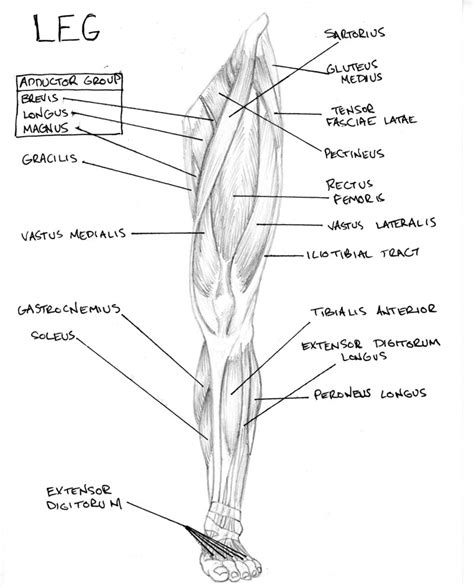 Homework for lasalle college of the arts: leg muscles diagram - Free Large Images