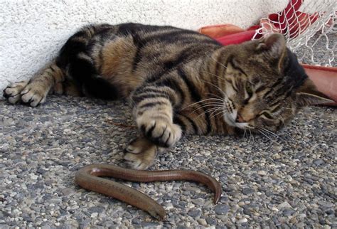 Ein unbedachter griff und die mühelos zu fangenden tiere brechen entzwei. Diese Blindschleiche gehört mir ! Foto & Bild | tiere ...