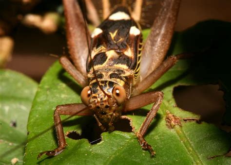 If a praying mantis is hungry enough, it will look for another praying mantis. Wildlife of the Philippines