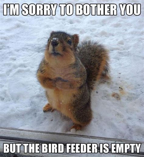 This page is for clean funny memes we will post memes we feel are clean. CLEAN ANIMAL MEMES image memes at relatably.com