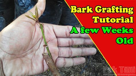 Near the end of that video i spoke about the fact that you can increase the. Bark Grafting On Fruit Trees Result Video #1: 0 - A Few ...