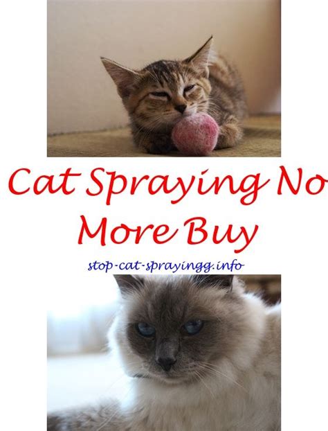 If a cat has decided that he doesn't want to go in the litter box, or if he is spraying to mark his territory, you may have a powerful smell to deal with. Cat Spraying Remover House | Cat spray, Cat spray smell ...