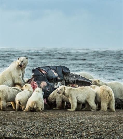 578 images gratuites de ours blanc. Alaska : la chasse à la baleine attire les ours polaires