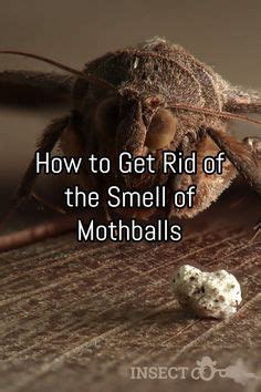 Can onne get them out or neautralize them and how or who can. How to Get Rid of Mothball Smell (Quick and Easy Methods ...