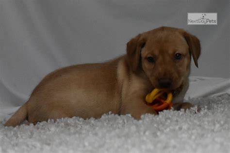 The sweet angel baby with puppy dog eyes. Bella: Labrador Retriever puppy for sale near San Antonio ...