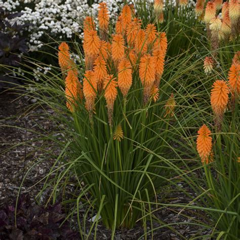 While your weather is still cool and wet, these should grow quickly and produce yummy treats for you to eat right off the vine. 10 Hardy Plants for Hot, Dry Climates | Proven Winners