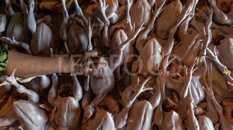 Mie bangka dapat dipadukan dengan pangsit ayam, bakso sapi atau bakso ikan. Protes Harga Anjlok, Peternak DIY Bagikan 5.800 Ekor Ayam ...