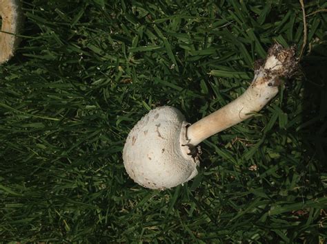 Los Angeles white lawn mushrooms- help me identify? - Mushroom Hunting and Identification ...