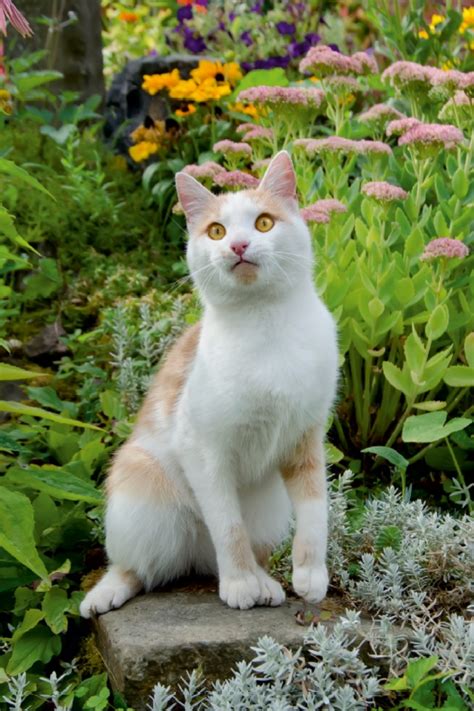 Was tun wenn nachbars katze in den garten macht. Calvendo Leinwand — Aufmerksame Katze im Garten | Katzen ...