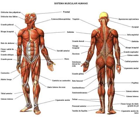 Muscles in the body diagram. Diagram Of All Muscles In The Human Body | MedicineBTG.com