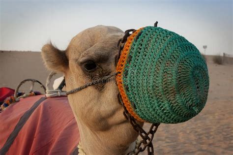 The costumes include ostentatious masks of all shapes and sizes. Camel with a mask stock photo. Image of trip, dromedary ...