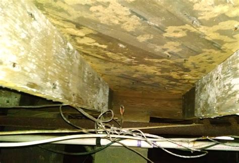 Black fungus, white fungus, and yellow fungus reports of these fungal infections surface in media. 100 Pictures of Mold in the Home