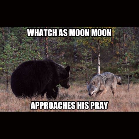 Funny wolf pictures for your viewing pleasure. Moon moon's pray | Moon moon memes, Animals, Wolf