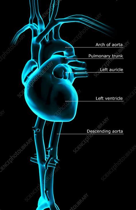 Shira is a term used collectively for blood vessels (the arteries, the veins and the capillaries). The heart and its major blood vessels - Stock Image - F001 ...