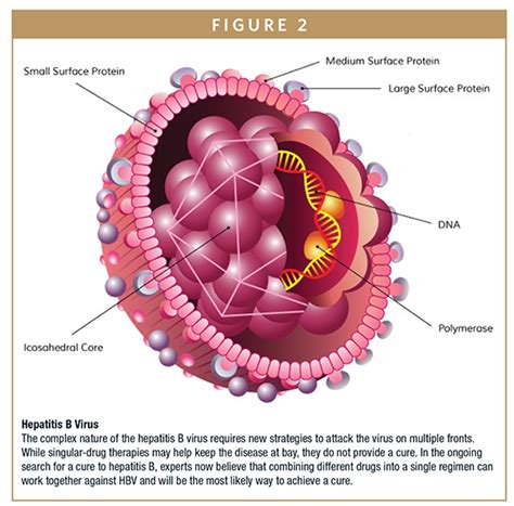 Hepatitis b (hbv) is 50 to 100 times easier to transmit sexually than hiv ( the virus that causes aids). THERAPEUTIC FOCUS - Applying the HIV Treatment Model to ...